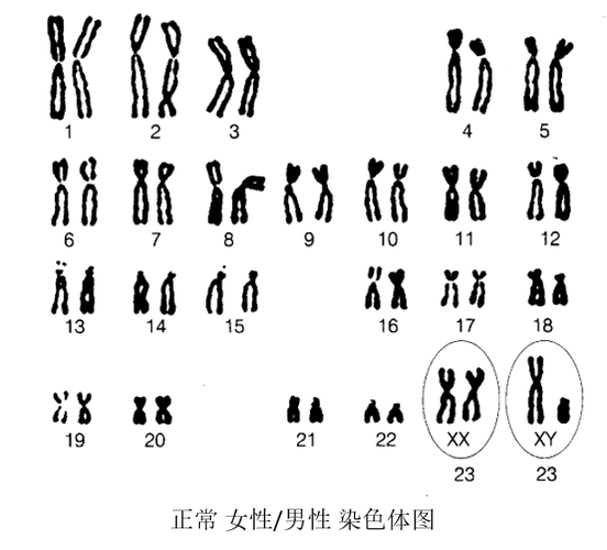 DNA是染色体数的几倍