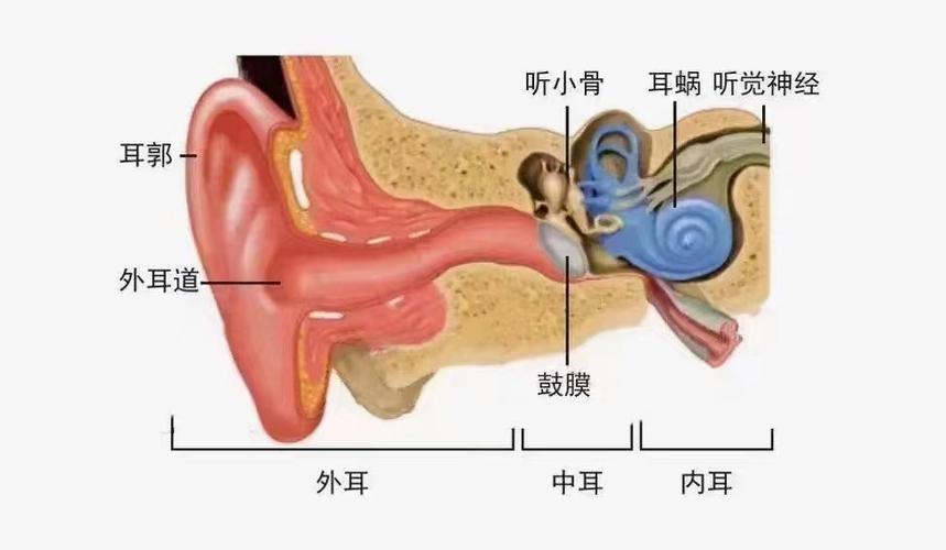 听力左耳右耳正常值是多少