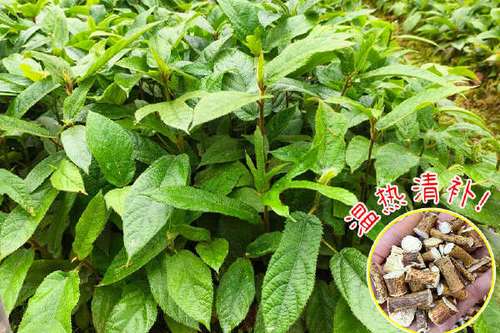 五指毛桃需种植几年
