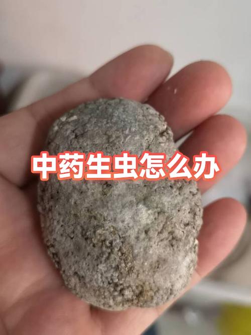 中药出现潮湿虫需要怎么处理