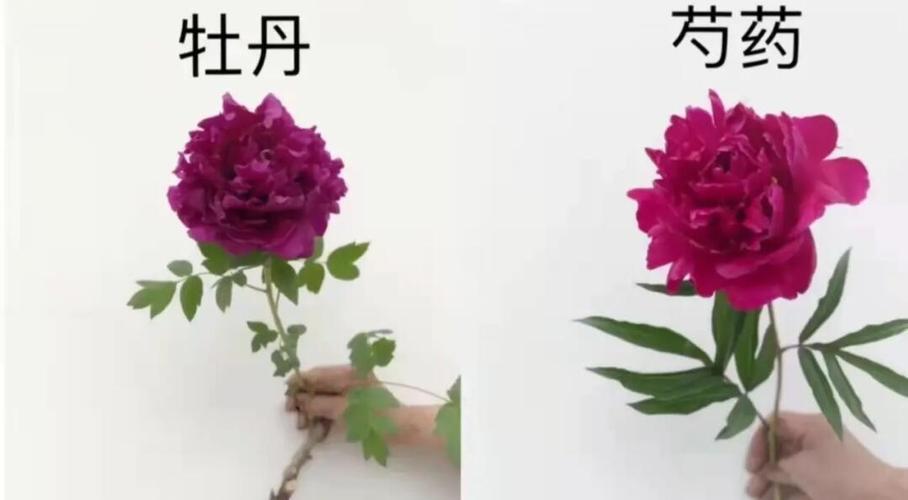 芍药和什么属相犯冲