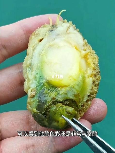 鲍鱼是绿色的怎么回事游戏截图