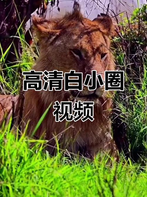 挨打小圈训诫视频播放