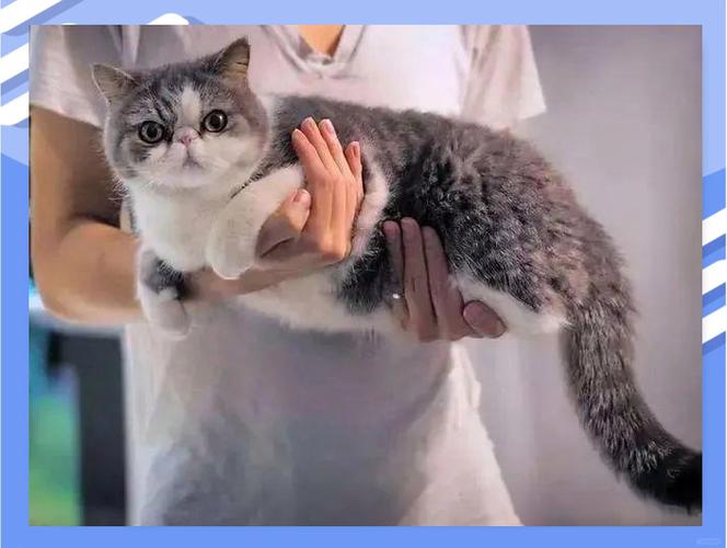 猫为啥喜欢阴德高的人