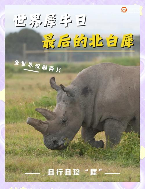 白犀牛的保护级别截图