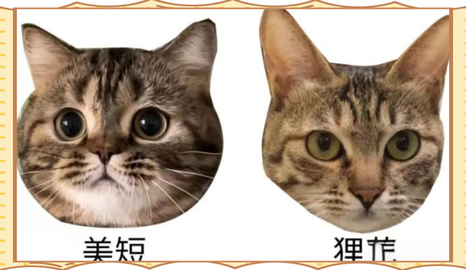 美短和狸花猫的身材区别