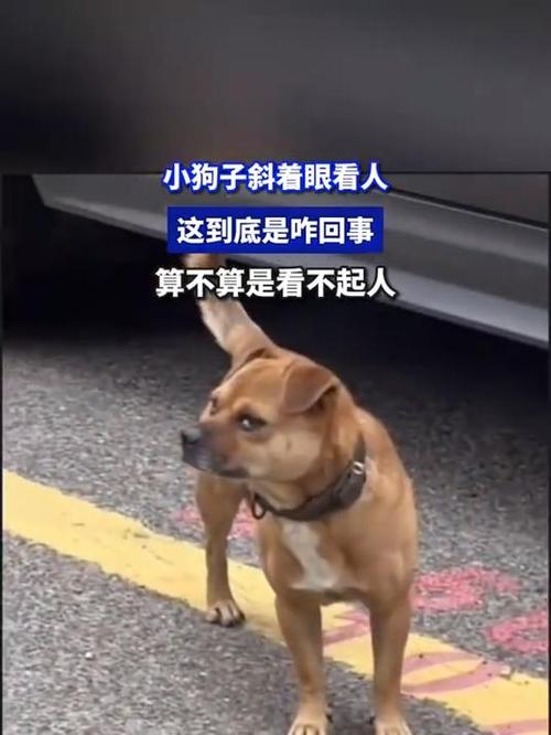 狗眼看人低的表现