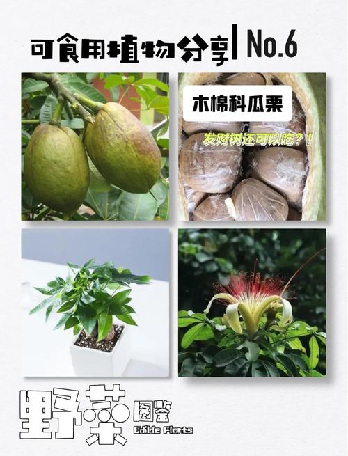 粟字取名的寓意图标