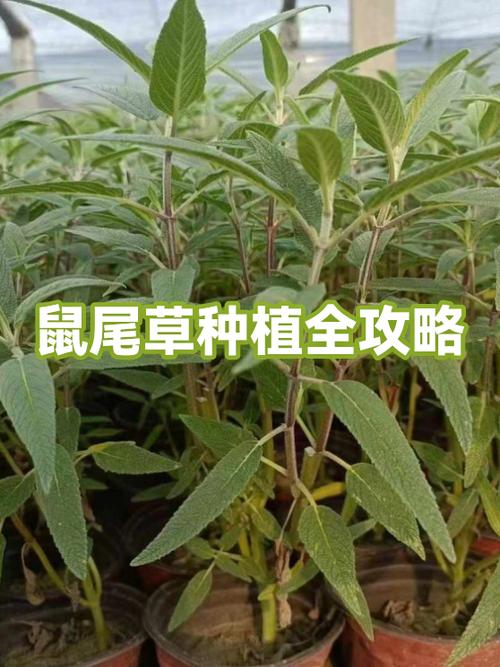 鼠尾草采集方法截图