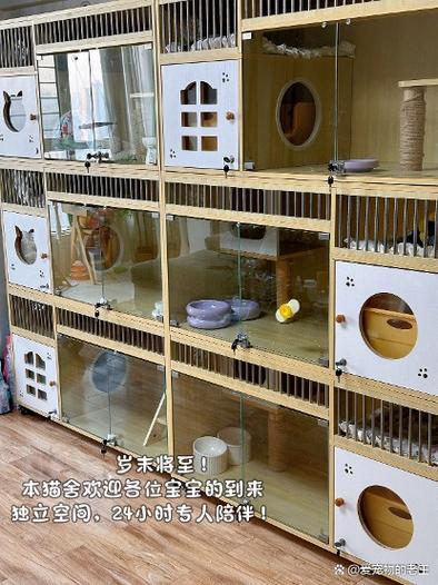 去猫舍买猫要注意什么