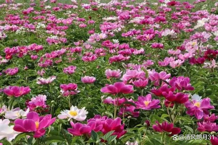 赤芍又叫什么名字