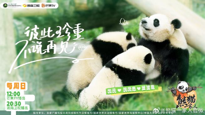 熊猫2008TV免费版图标