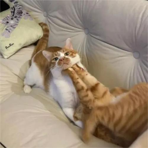 两只母猫一起养的坏处