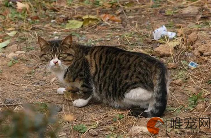 路边的小野猫该喂什么