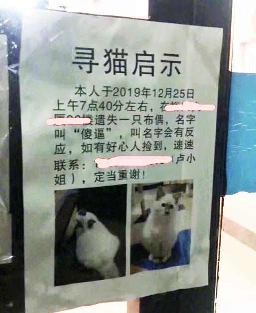 寻猫启事