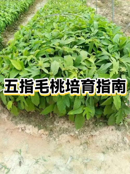 五指毛桃种植技术及栽培管理