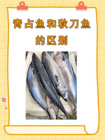 秋刀鱼青占鱼区别对比
