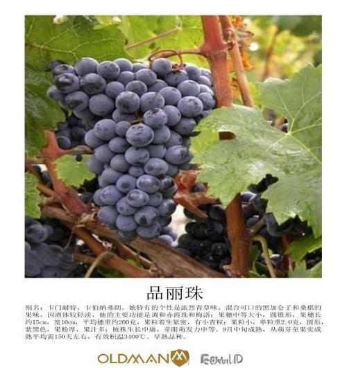 解百纳是指哪三种葡萄