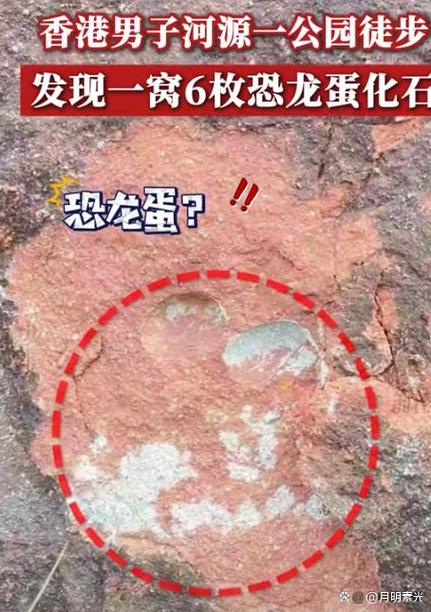 恐龙化石蛋可以放在厅吗