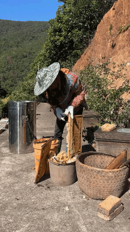 酿蜂蜜视频游戏截图