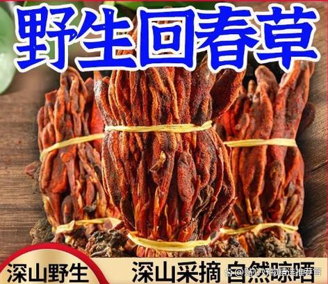 回春草有什么作用和功效