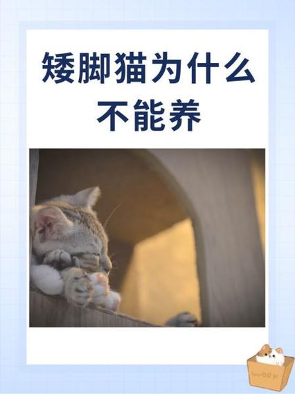猫咪为什么不能拴养