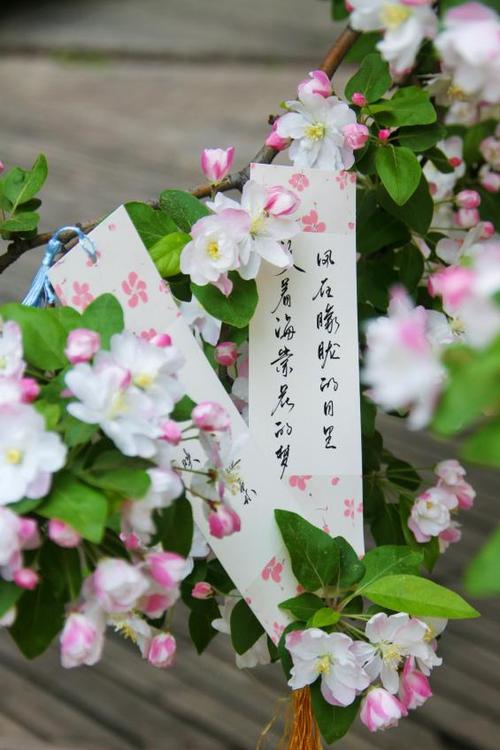 海棠文化排行榜