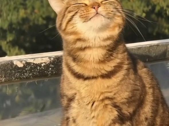猫猫视频小猫猫视频
