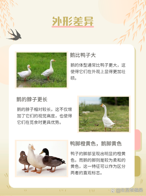 小鹅和鸭子的区别图片