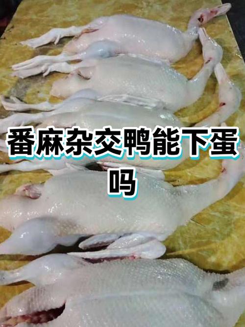 麻鸭是不是番鸭截图