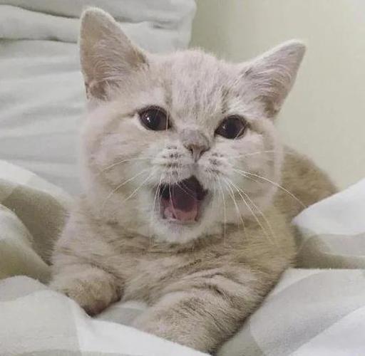 猫为什么总是叫