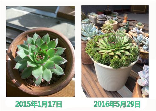 多肉1到7天变化