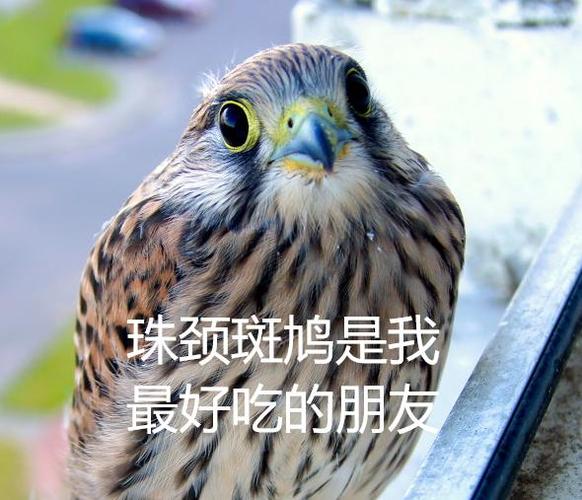红隼表情包