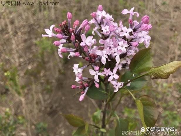 丁香花瓣像什么