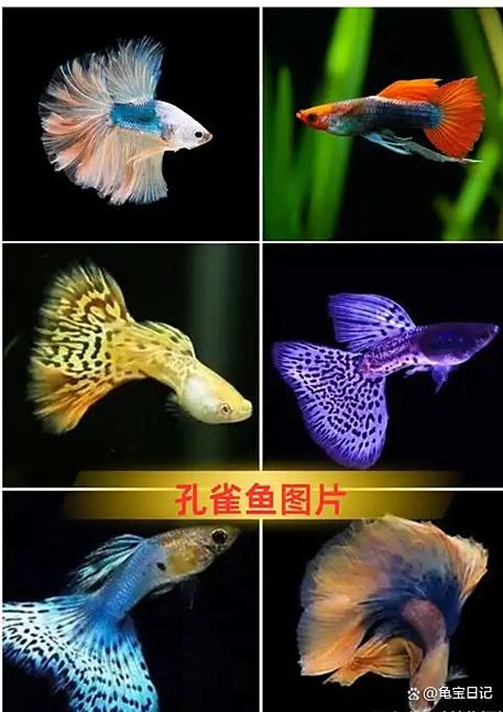 孔雀鱼饲养方法
