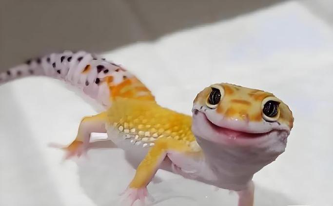 蜥蜴怎么养
