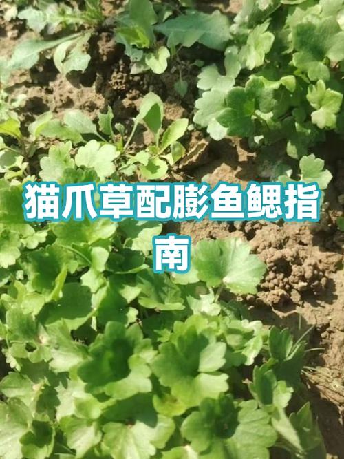 膨鱼鳃一岁小朋友可以喝吗