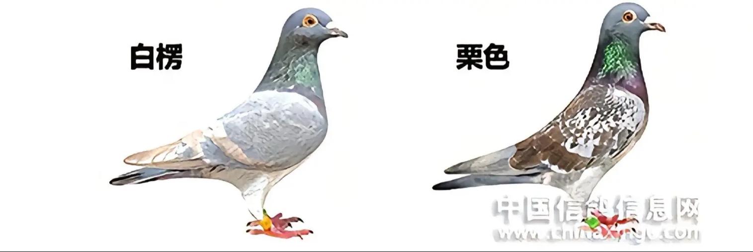 鸽子配对三大忌
