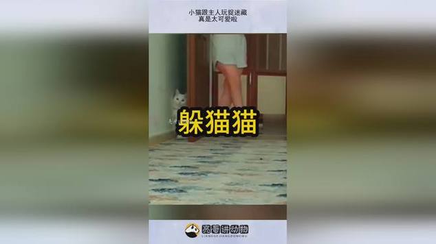 猫喜欢和主人捉迷藏