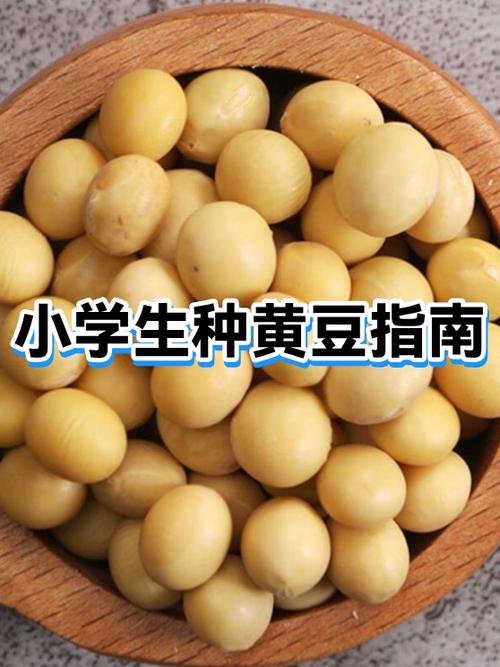 怎么种豆子