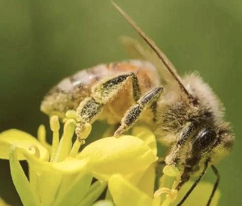 蜜蜂赚钱游戏截图