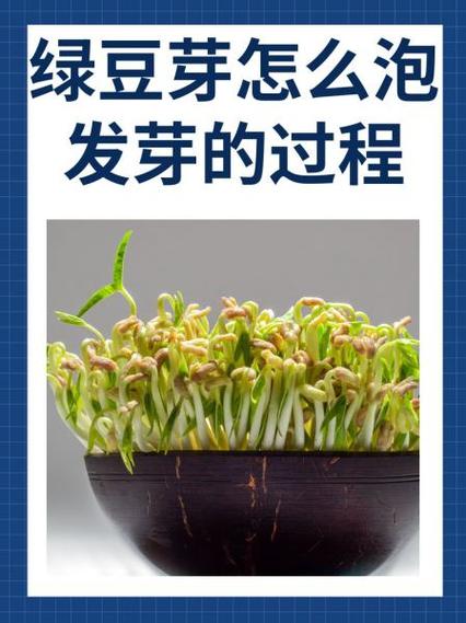 陈绿豆能生豆芽吗缩略图