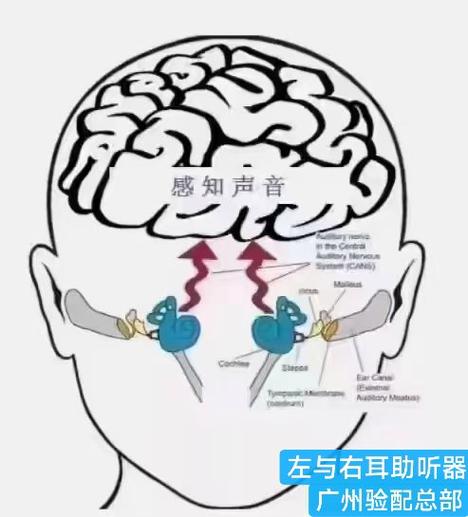 单侧耳朵没知觉