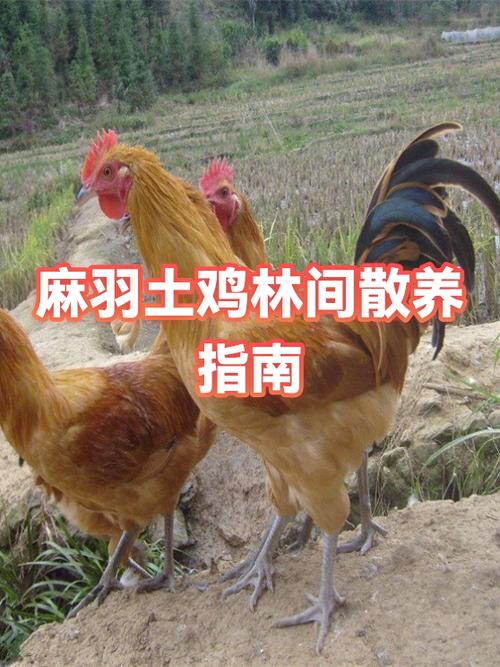 农村散养土鸡赚钱吗图标