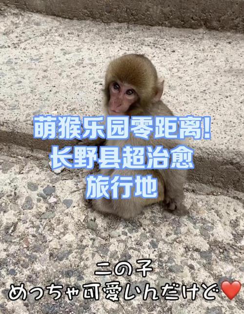 猴子图片 可爱缩略图