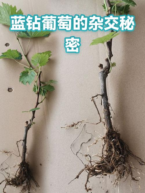 蓝钻葡萄简介