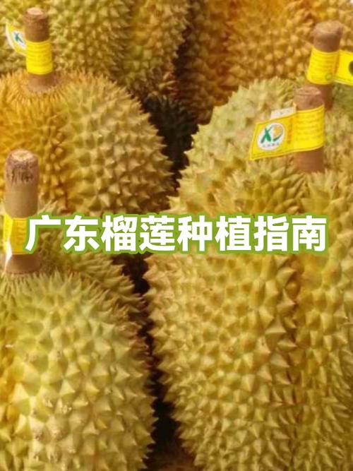 吃不完的榴莲要放冰箱吗