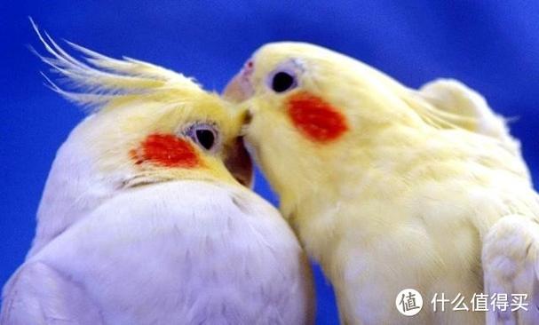 玄凤10度会冻死吗