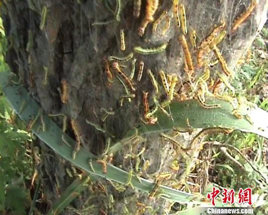 一口气看完虫灾100天