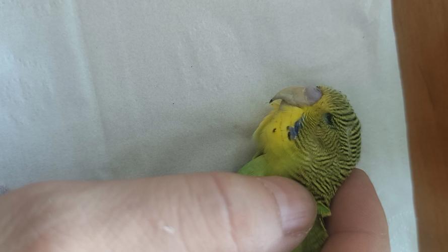 虎皮鹦鹉突然死亡原因游戏截图
